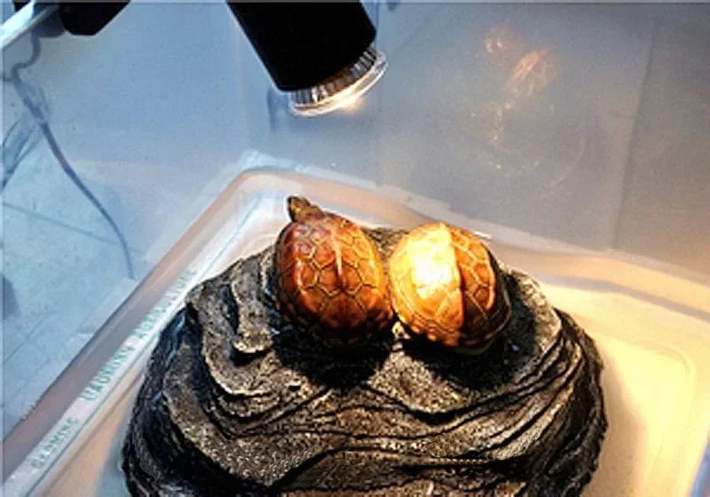 Reptile Heat Lamp UVA+UVB Full Spectrum 25/50/75w Reptile Lizard Snake Turtle Pet Sunbathing Uv Bulb Suitable For E27 Lamp Base