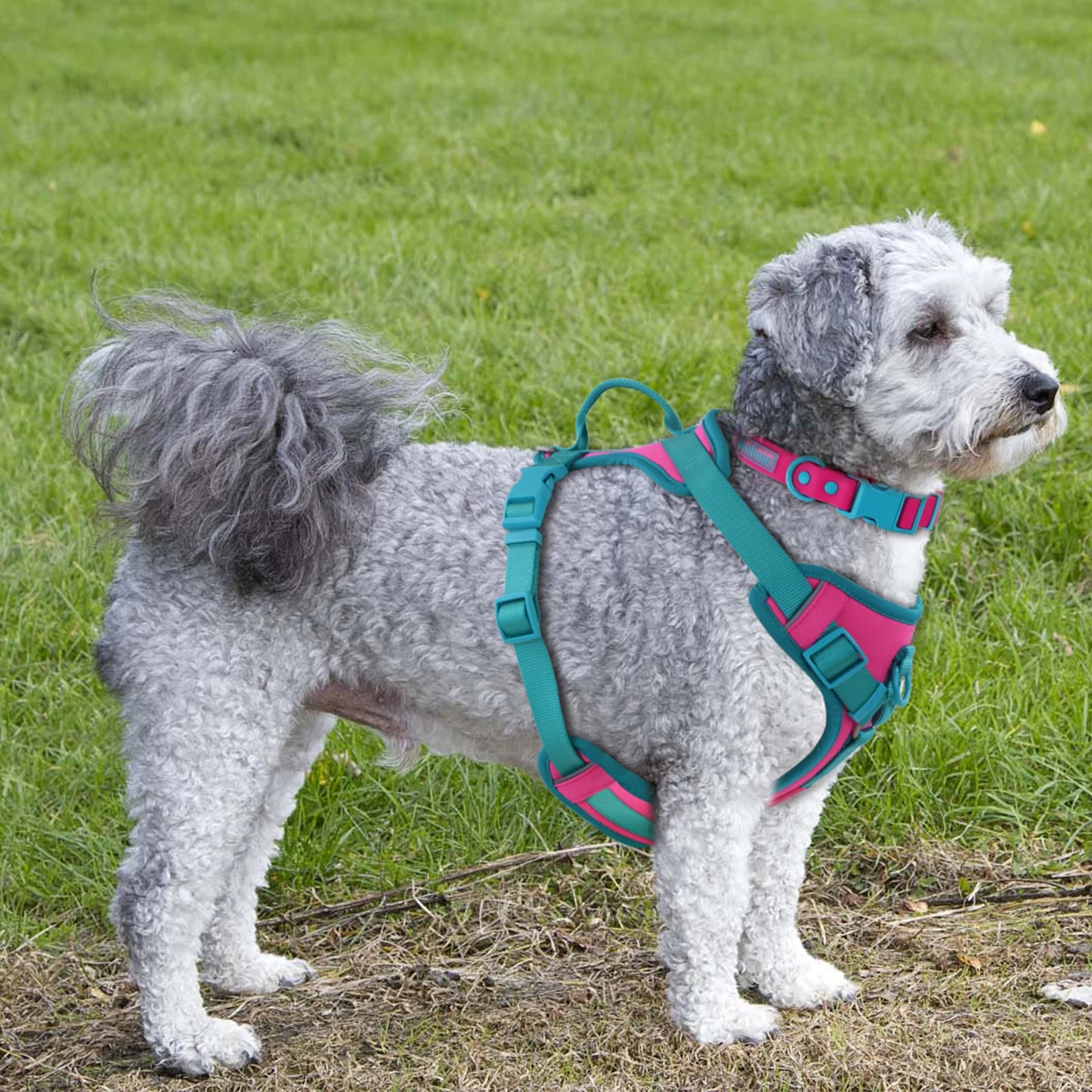 Splicing Colors Breathable For Medium No Pull Dog Harness for large Small dogs Adjustable Chest Strap Dog Harness Personalized