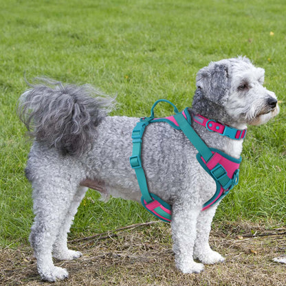 Splicing Colors Breathable For Medium No Pull Dog Harness for large Small dogs Adjustable Chest Strap Dog Harness Personalized