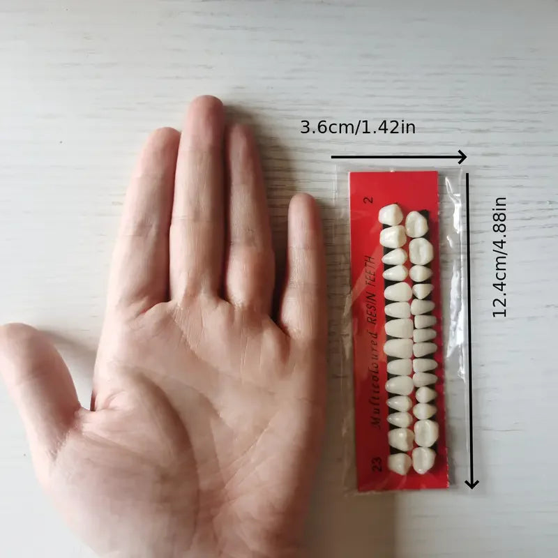 28pcs Dental Training Model Permanent Teeth Model Resin Denture Teeth Teaching Props Dentistry Technician Practice