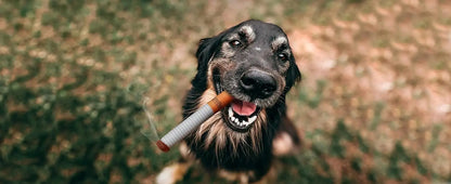 Funny Interactive Plush Dog Toys Creative Cigarette Interactive Giggles Dog Toys Funny Plush Chewing Toy Cigaret Box Pet Gifts