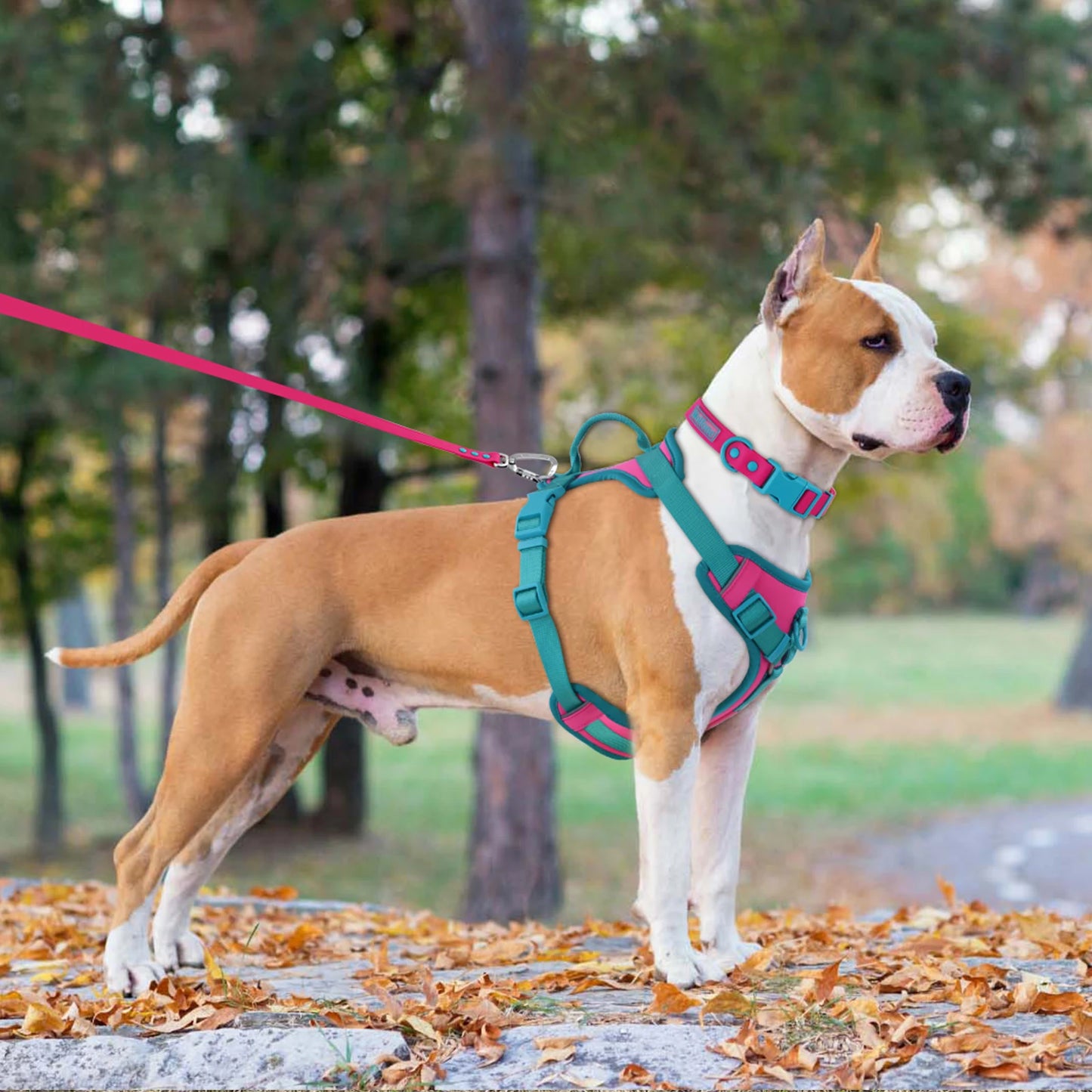 Splicing Colors Breathable For Medium No Pull Dog Harness for large Small dogs Adjustable Chest Strap Dog Harness Personalized