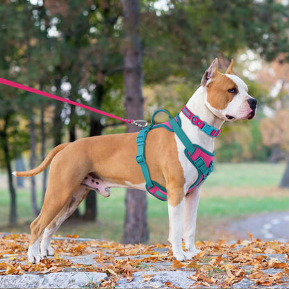 Splicing Colors Breathable For Medium No Pull Dog Harness for large Small dogs Adjustable Chest Strap Dog Harness Personalized