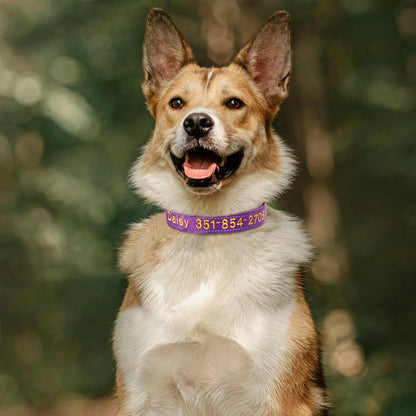 Embroidered Nylon Dog Collar Personalized Puppy Cat Collars Reflective Pet ID Collars DIY Phone Name ID For Small Large Dog Cat
