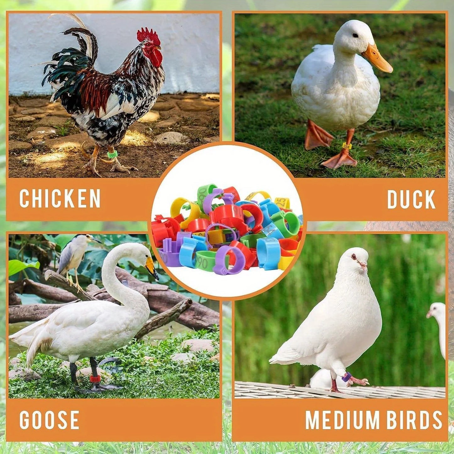 Farm Tag Rings, Chicken Leg Bands with Number Identification Hens Roosters, Poultry Foot Tags Breeding Chickens, Ducks, Geese