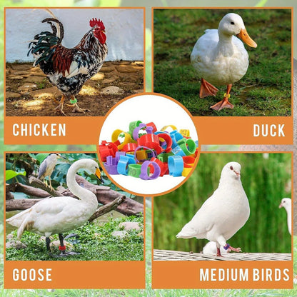 Farm Tag Rings, Chicken Leg Bands with Number Identification Hens Roosters, Poultry Foot Tags Breeding Chickens, Ducks, Geese