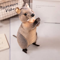 Kangaroo