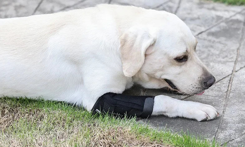 Updated Protects Bandage Dog Arthritis Protector Cover Dog Leg Support Dogs Hock Joint Brace Pet Knee Pads Dogs Injury Recovery