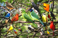 Bird collage