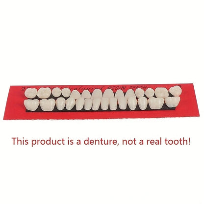 28pcs Dental Training Model Permanent Teeth Model Resin Denture Teeth Teaching Props Dentistry Technician Practice