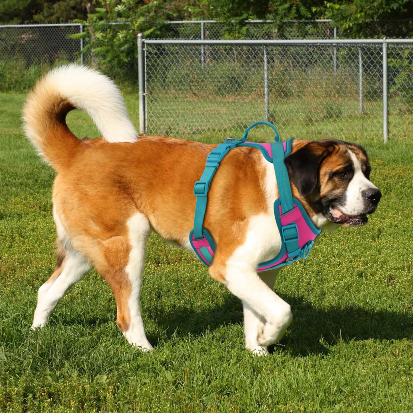 Splicing Colors Breathable For Medium No Pull Dog Harness for large Small dogs Adjustable Chest Strap Dog Harness Personalized