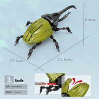 rhinoceros beetle