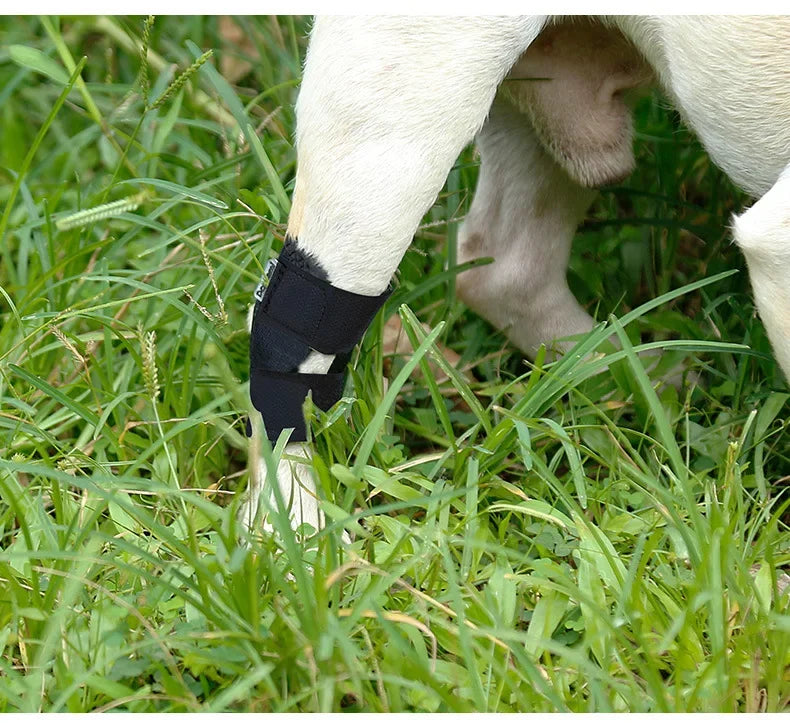 Updated Protects Bandage Dog Arthritis Protector Cover Dog Leg Support Dogs Hock Joint Brace Pet Knee Pads Dogs Injury Recovery