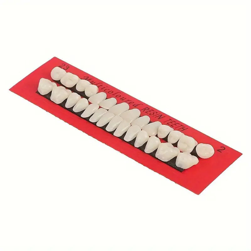 28pcs Dental Training Model Permanent Teeth Model Resin Denture Teeth Teaching Props Dentistry Technician Practice